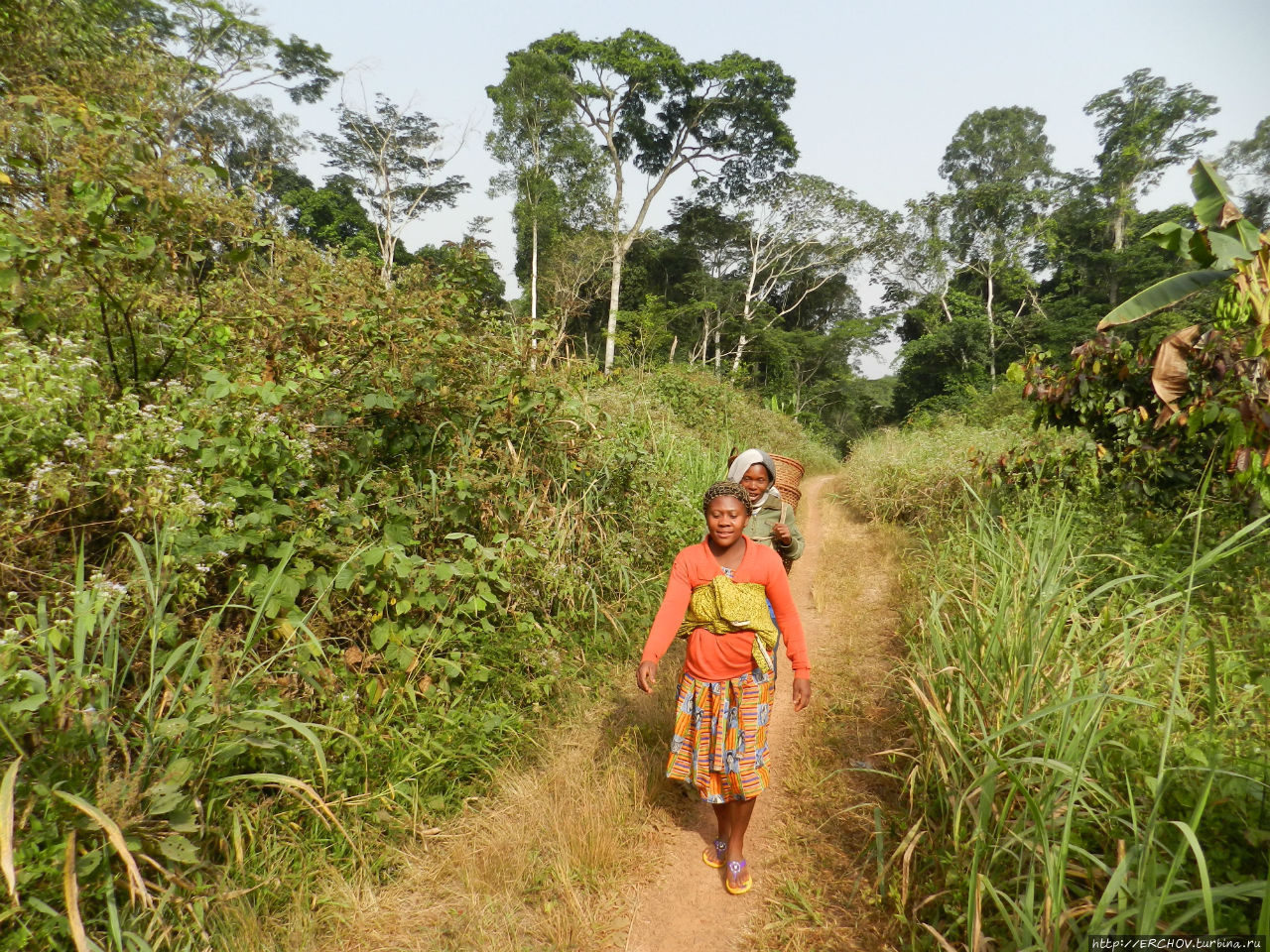 Камерун. Ч — 16. Тропический лес и Банту (люди леса) Центральный регион, Камерун