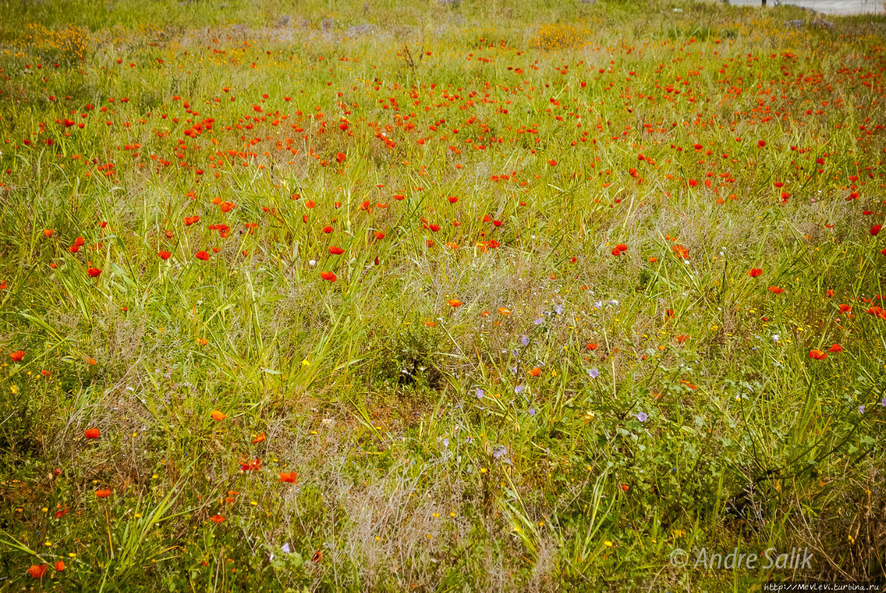Поле маков Ситжес, Испания