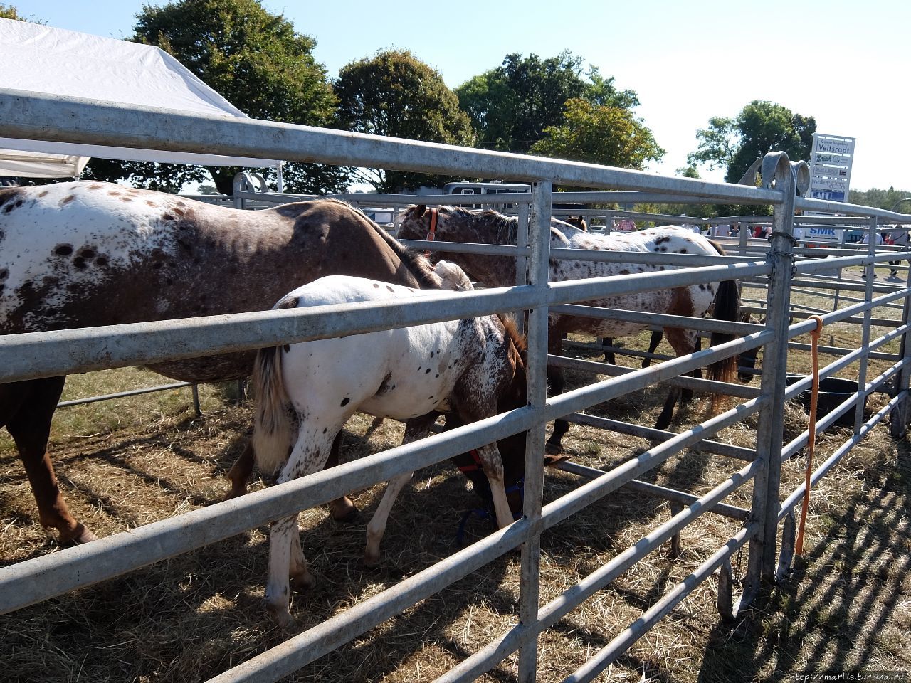 Баба з возу — кобыле легше Фишбах, Германия