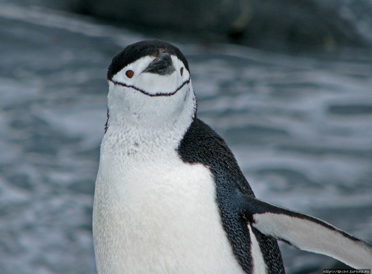 25 апреля — Всемирный день пингвинов (World Penguin Day) Антарктический полуостров, Антарктида