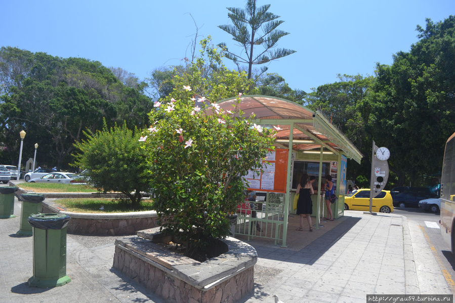 Цветы Родоса Остров Родос, Греция