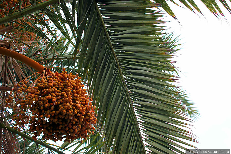 Канарская финиковая пальма
(Phoenix canadensis) — Эндемник Канарских островов. Остров Тенерифе, Испания