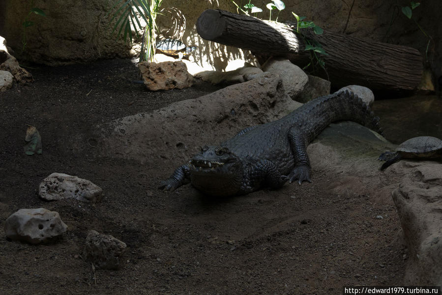 Зоопарк Барселоны Барселона, Испания