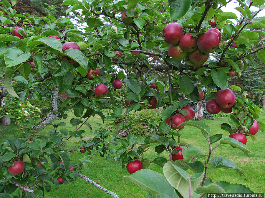 Микельторнис Латвия