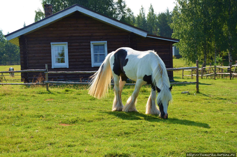 Хутор в таёжных лесах Кормило (озеро), Россия