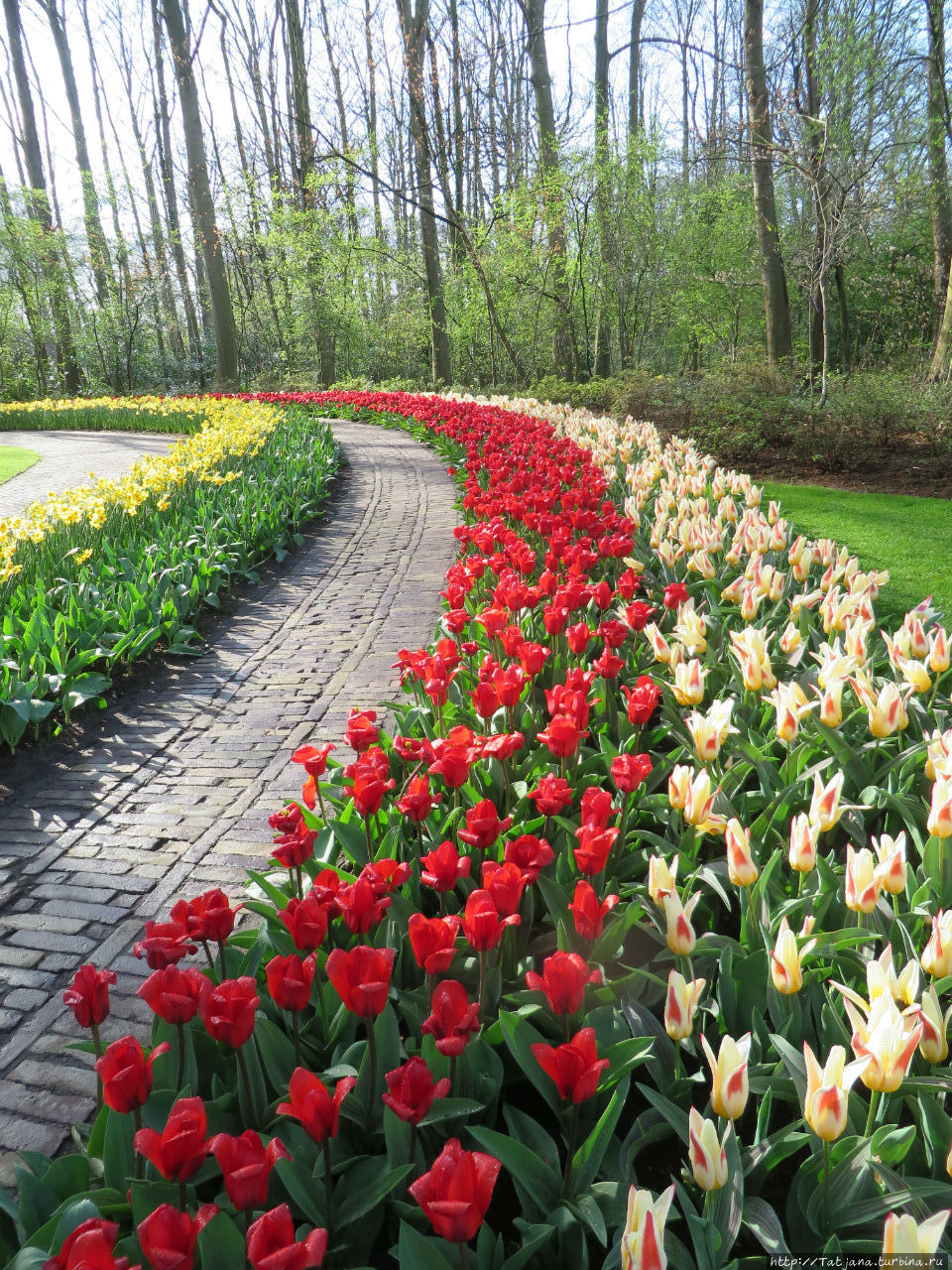 Весна в Голландии  в   парке Keukenhof Лиссе, Нидерланды