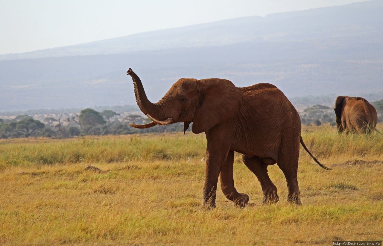 22 сентября - Всемирный день защиты слонов
