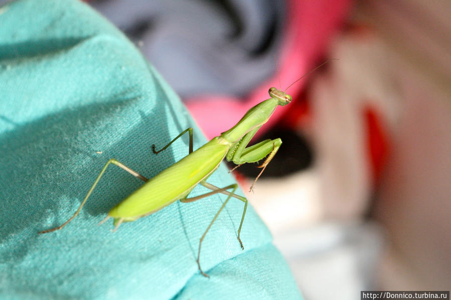 Молился ли ты на ночь, Богомол? Каталония, Испания