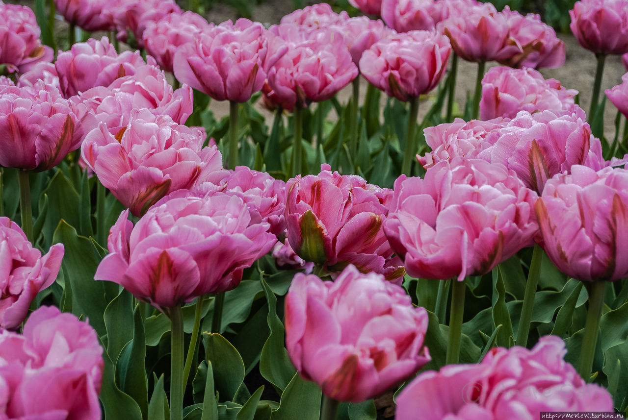 Тюльпаны в Юрмале Юрмала, Латвия