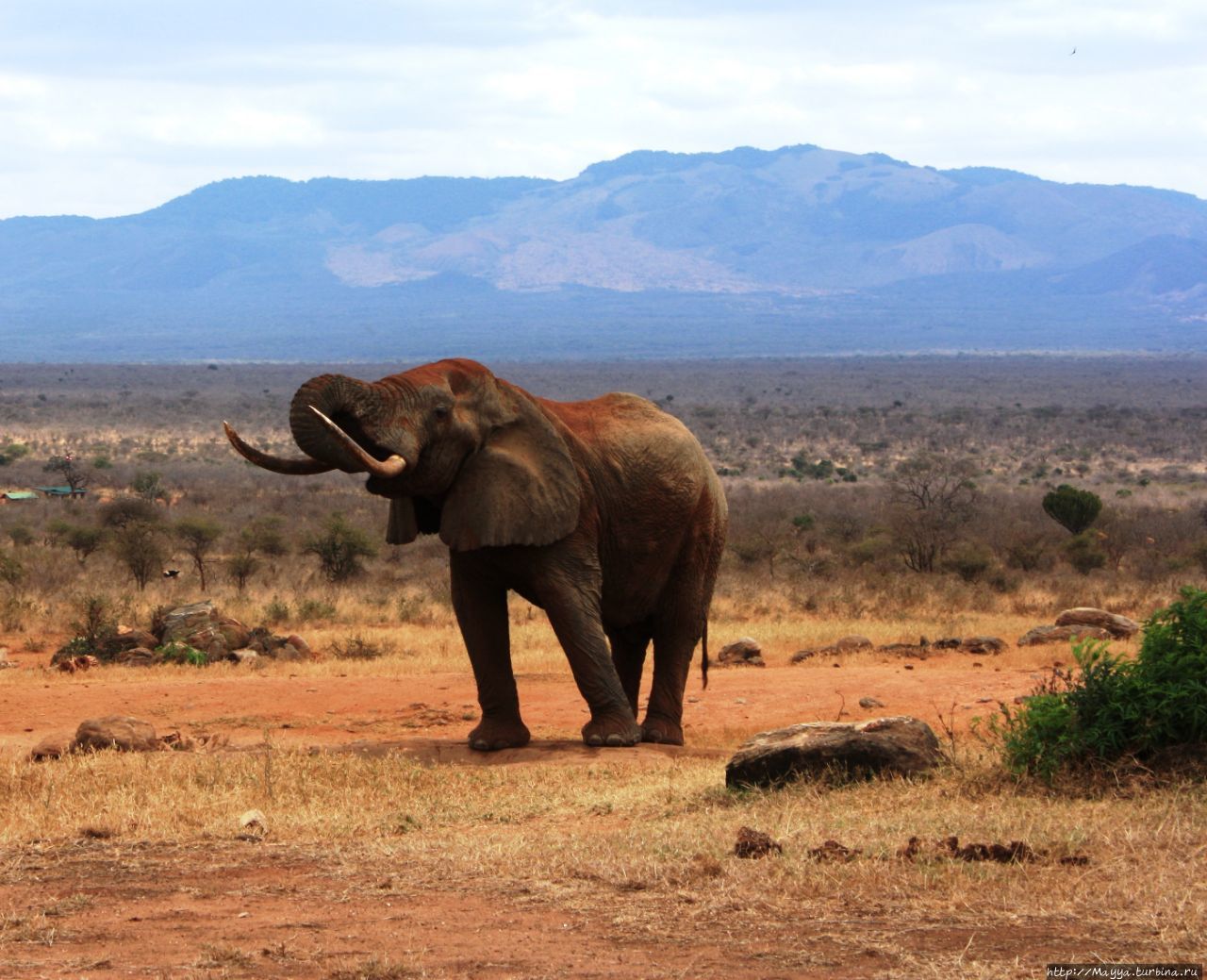 Слон, Пятнашка и красный плед Кения