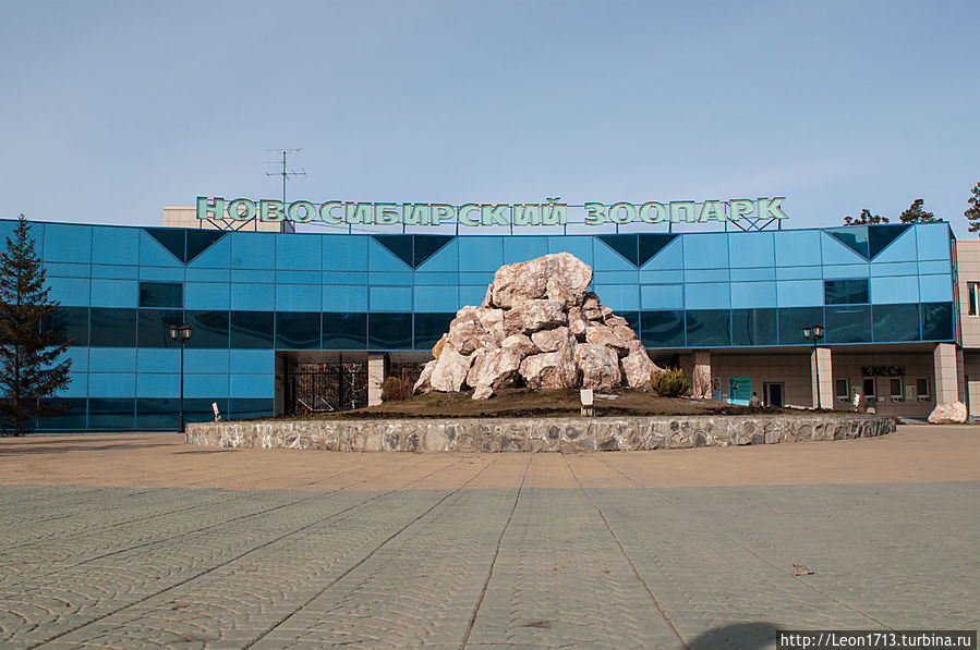 Зоопарк новосибирск рисунок