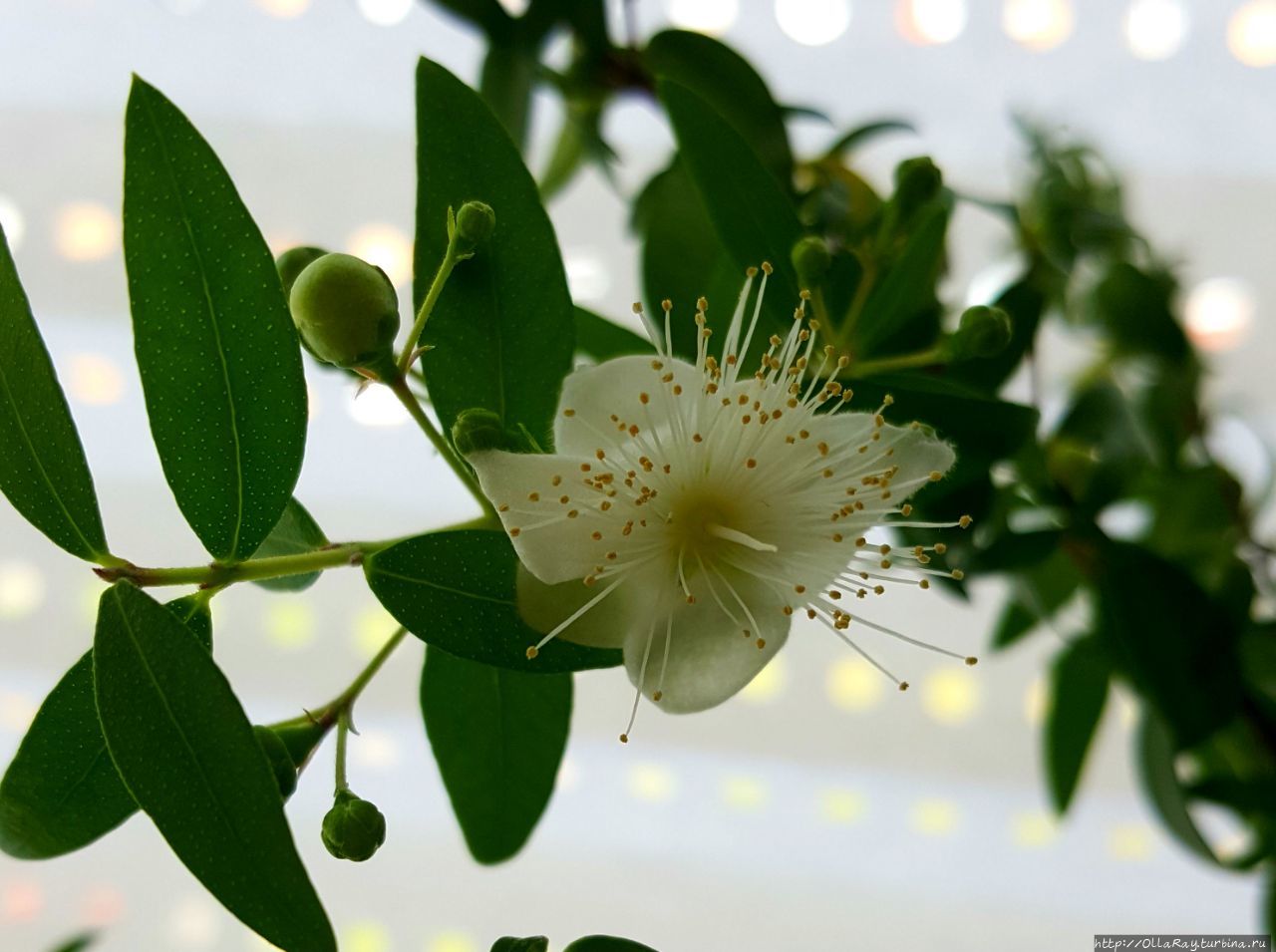 Мирт подойдёт и для комнатных садиков  в горшке. А у меня вот даже зацвёл по весне.