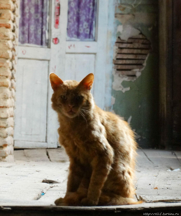 тбилисский кот -бродяга Тбилиси, Грузия