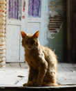 тбилисский кот -бродяга