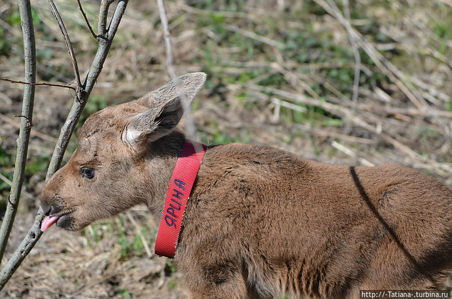 Грачи прилетели Костромская область, Россия