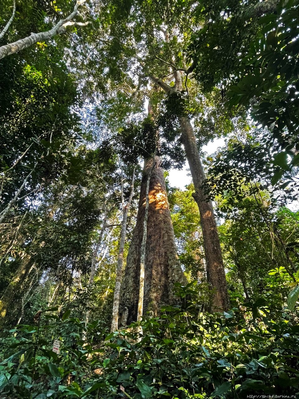Трехсотлетнее дерево Го Эбого, Камерун