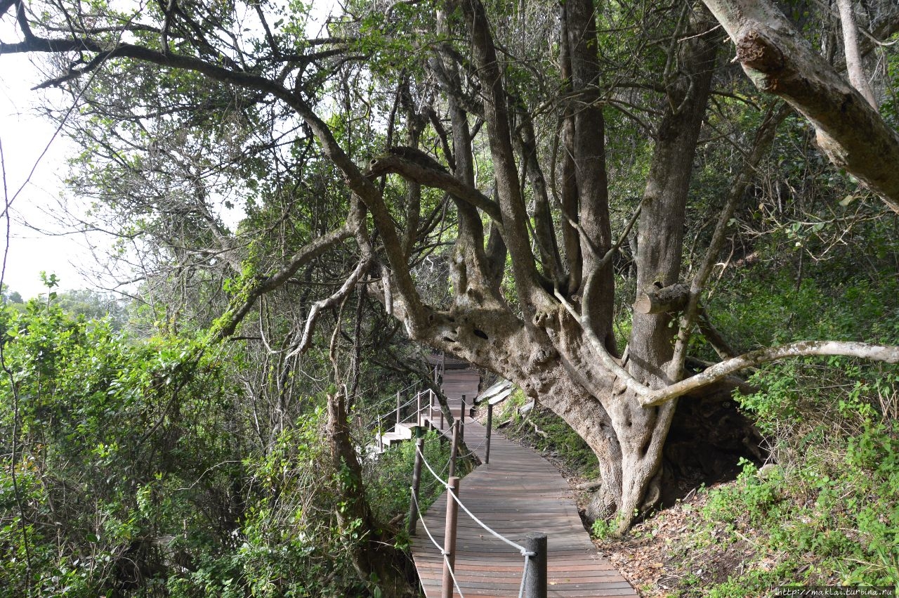 Тропами Тситсикаммы. Mouth Trail и Waterfall Trail Стормс-Ривер, ЮАР