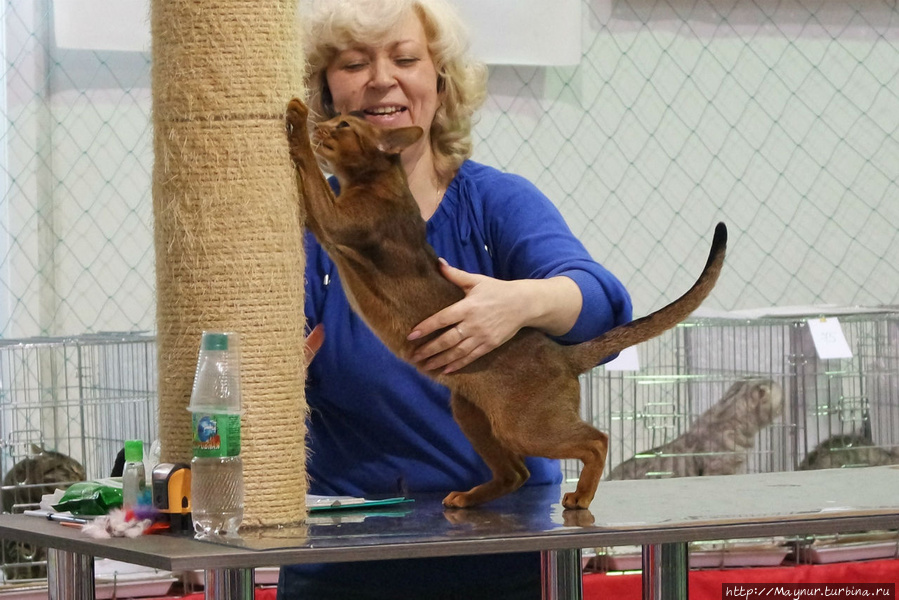 Ориентальная короткошерстная. Южно-Сахалинск, Россия