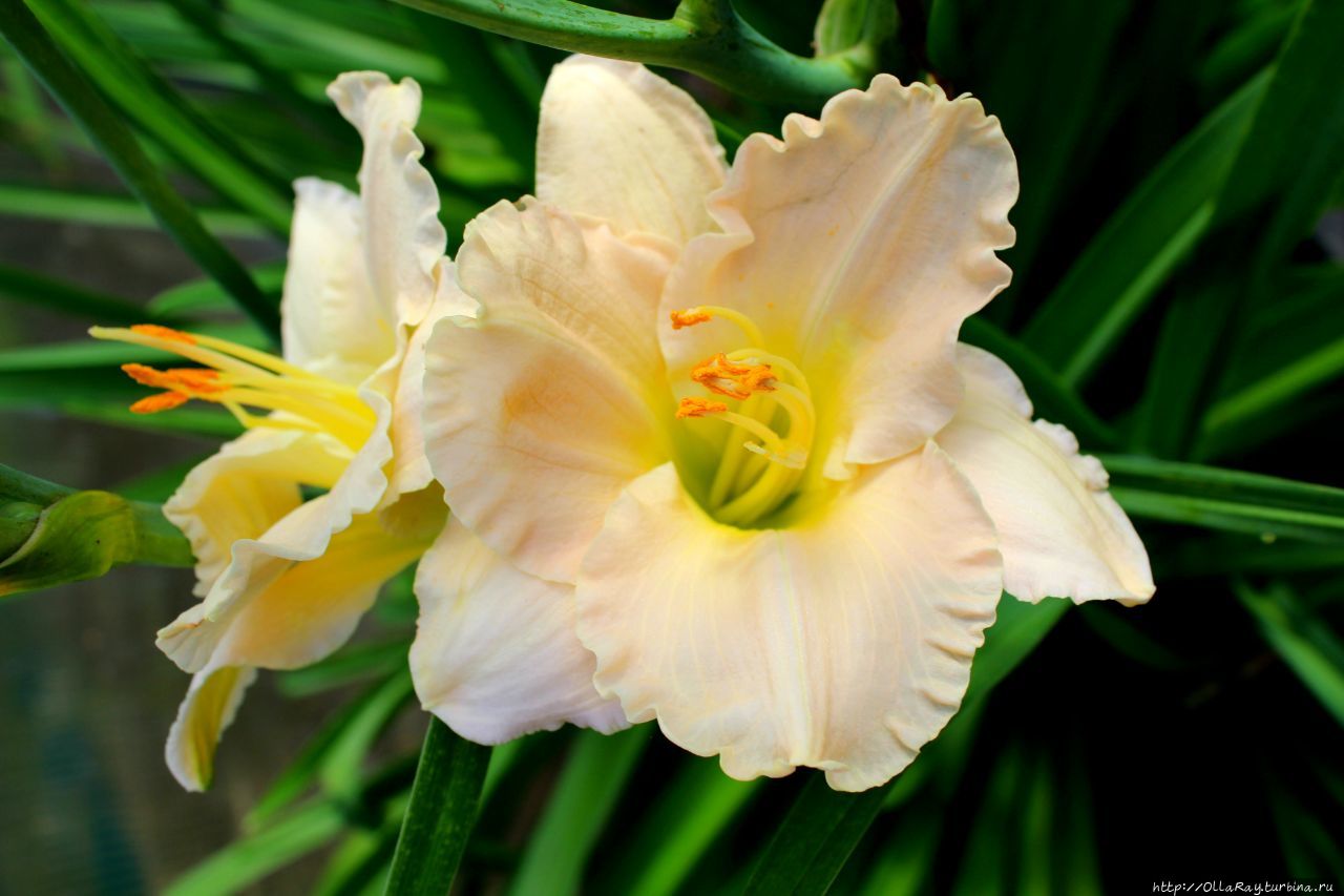 Лилейник, на мой взгляд, один из королевских цветов в саду. В Городце Нижегородской области лилейники в чести. Лилейник, на мой взгляд, один из королевских цветов в саду. В Городце Нижегородской области лилейники в чести.