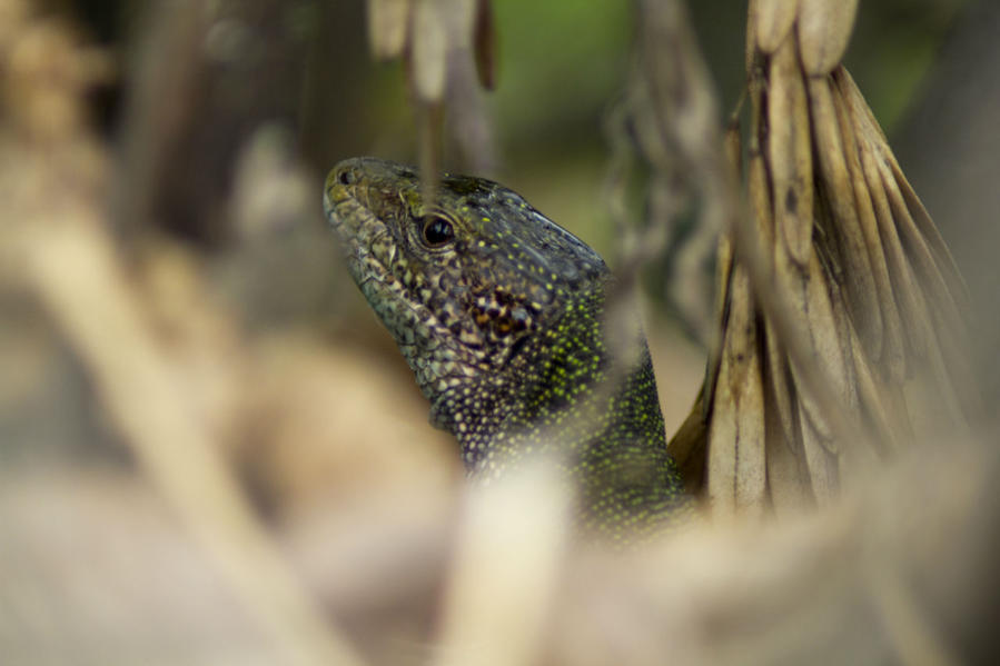 Живность вокруг нас Днепропетровская область, Украина