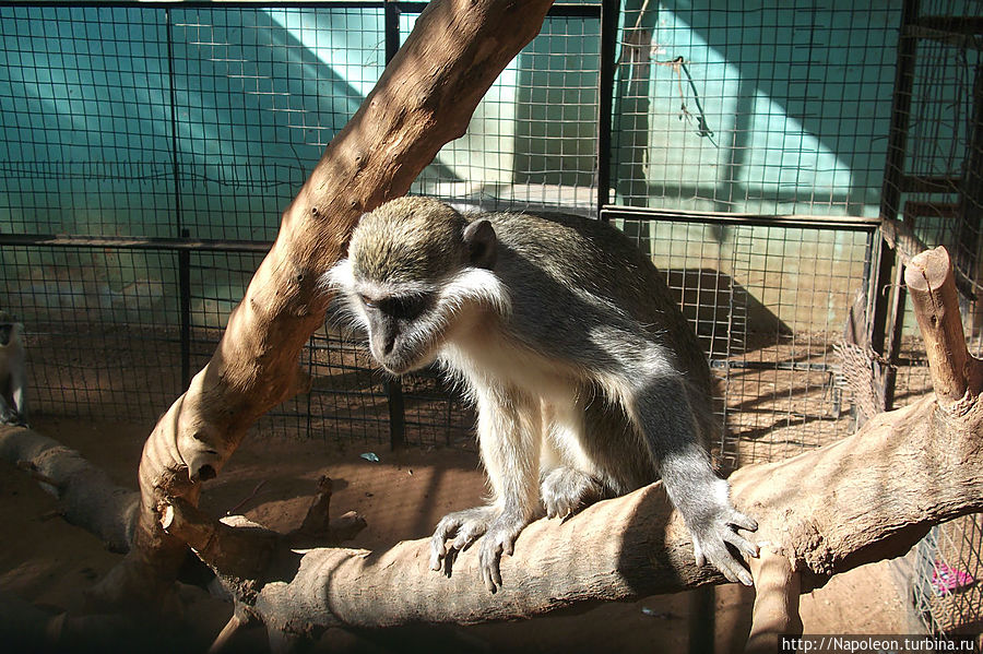 Ужасы хартумского зоопарка Хартум, Судан