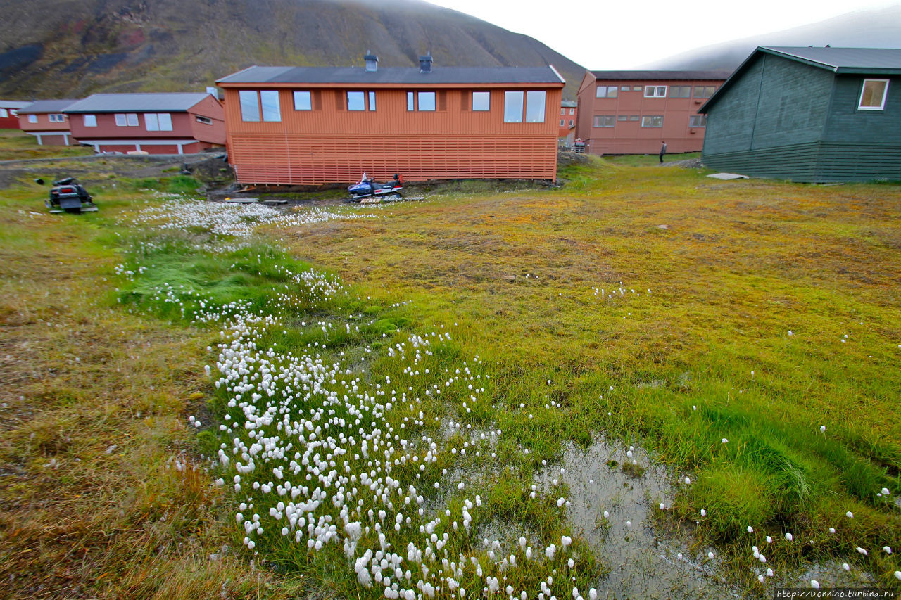 Пушица от Шпица Лонгийербюен, Свальбард