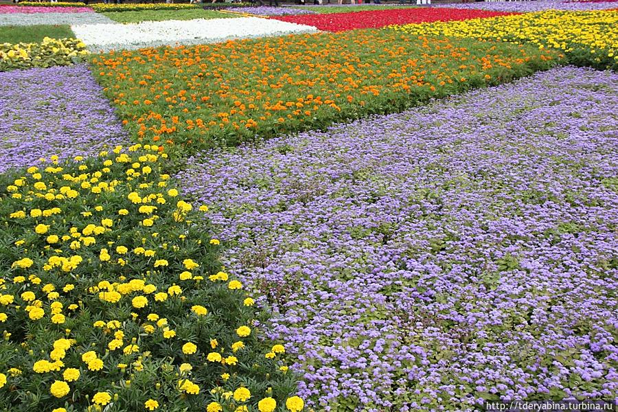 Благоухающий ковер Красной площади Москва, Россия