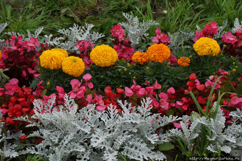 Буйство  красок  лета. Южно-Сахалинск, Россия