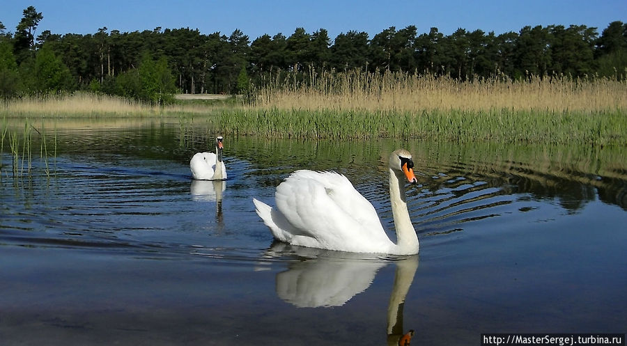 Лебедь-шипун Лиепая, Латвия