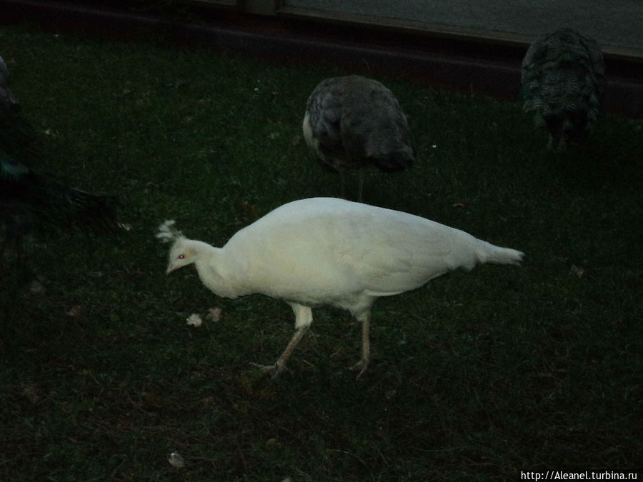 Подружки павлина