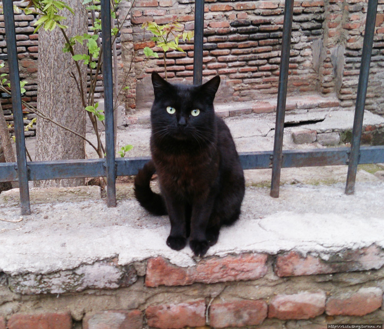 Кот с умными глазами Тбилиси, Грузия
