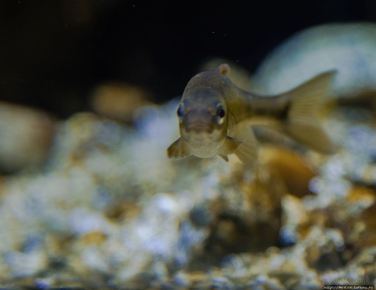 Миланский аквариум (Acquario Civico di Milano) Милан, Италия