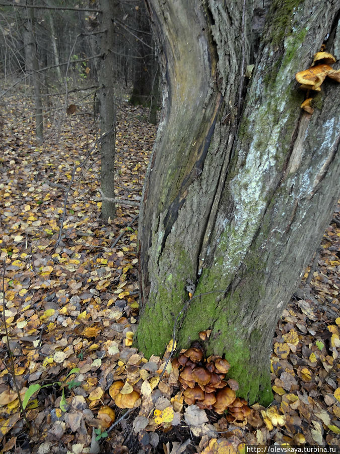 В лесу под Вологдой Вологда, Россия