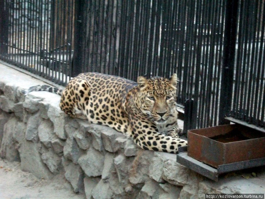 ...леопард кавказский. Найдите отличия.