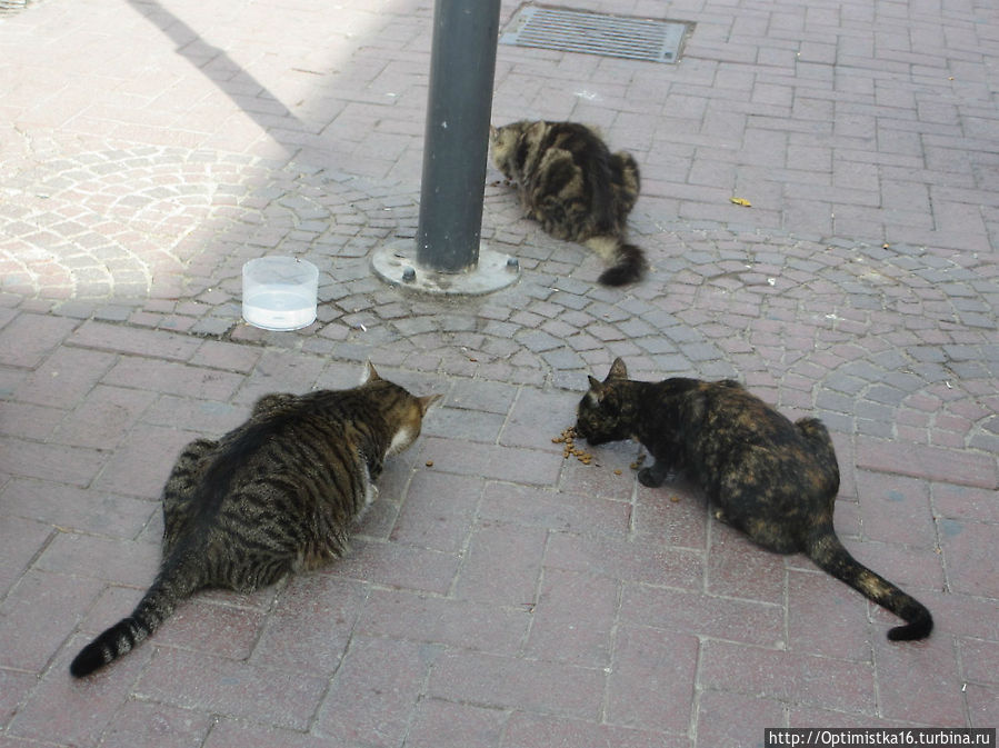 Ох, уж эти кошки! Кушадасы, Турция