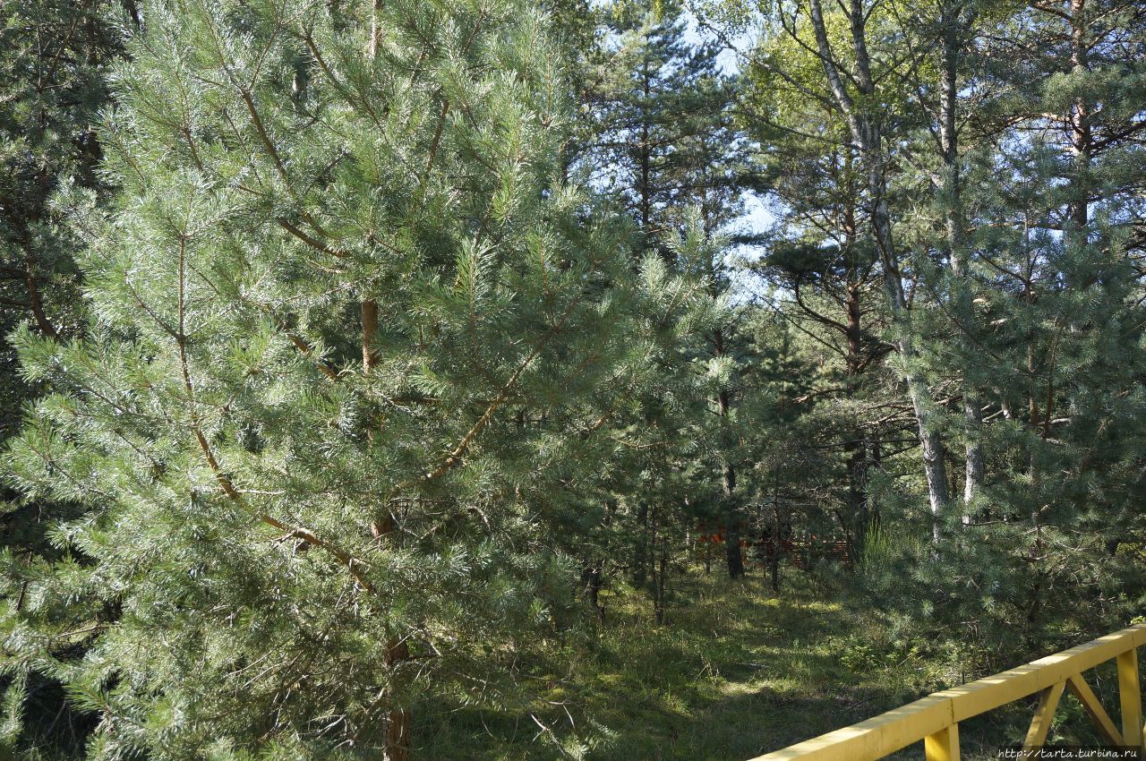 «Танцующий» лес – необъяснимая аномалия или чудо природы?! Куршская Коса Национальный Парк, Россия