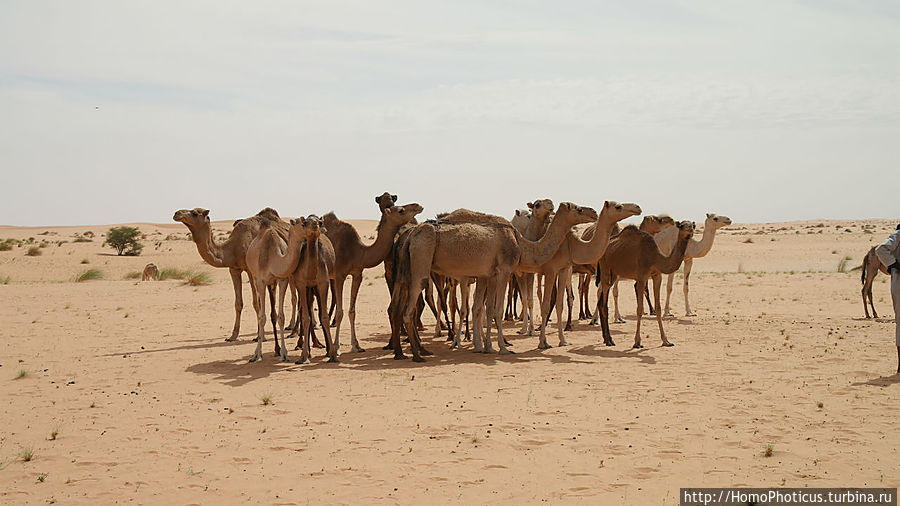 Жизнь в пустыне Шингетти, Мавритания