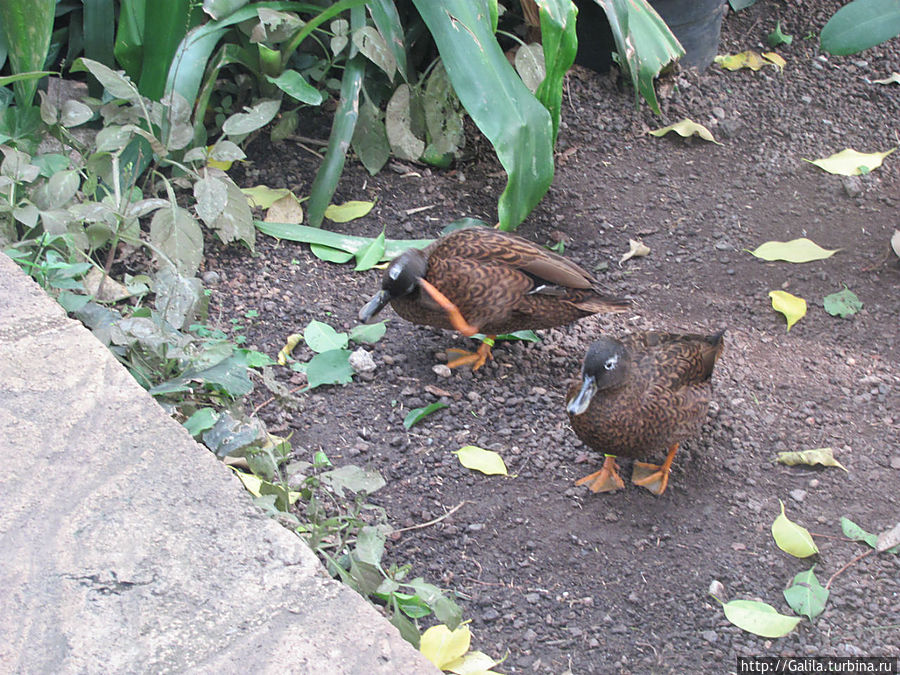 Две подружки вышли на дорожку.