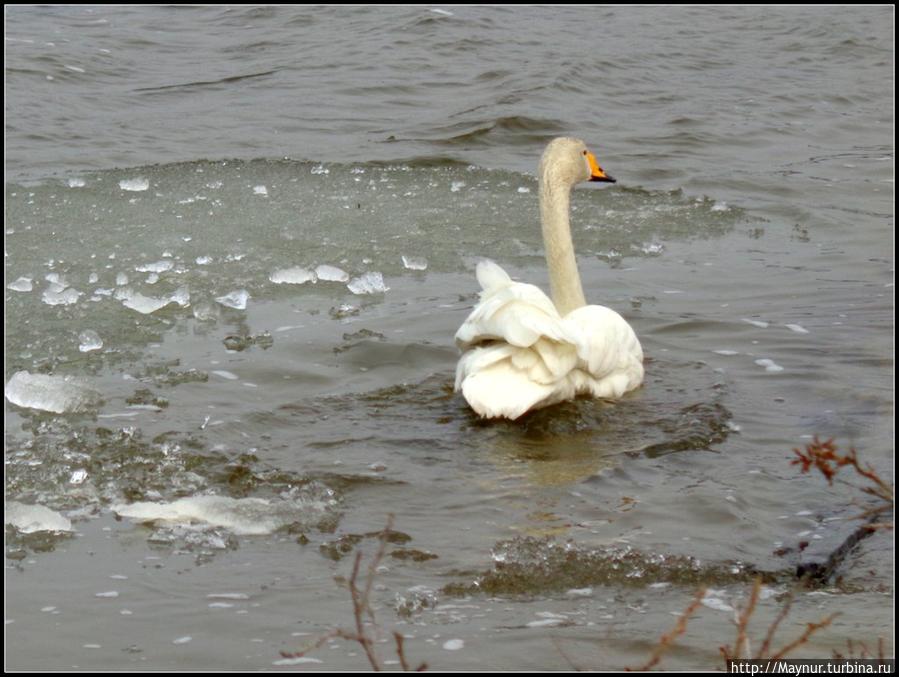 Пусть  летят  по  небу  лебеди... Южно-Сахалинск, Россия