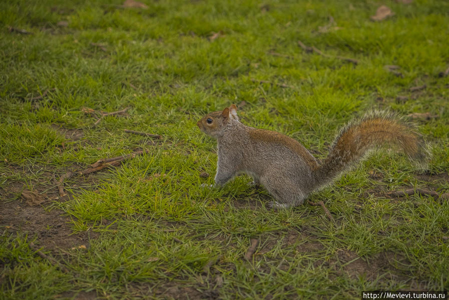 Обитатели Hyde Park Лондон, Великобритания