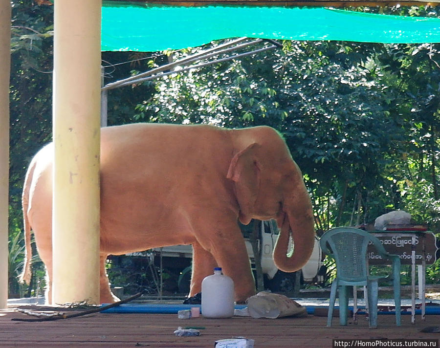 Белый слон Янгон, Мьянма