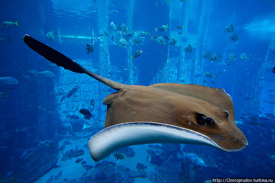 Аквариум называется «Затерянный мир». В нем находится около 65 000 морских обитателей в том числе акулы и скаты. Дубай, ОАЭ
