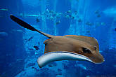 Аквариум называется «Затерянный мир». В нем находится около 65 000 морских обитателей в том числе акулы и скаты.