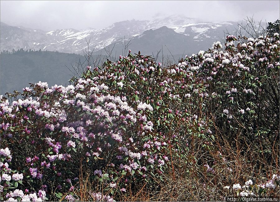 Рододендроны и горы — что может быть прекрасней.... Непал