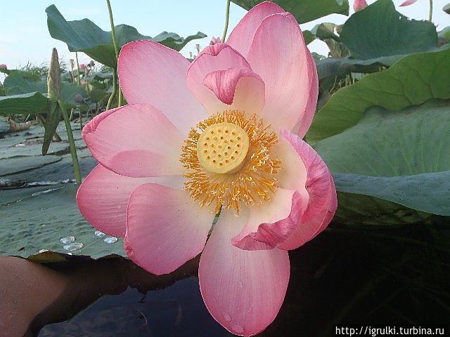 Красавец цветок Приморско-Ахтарск, Россия