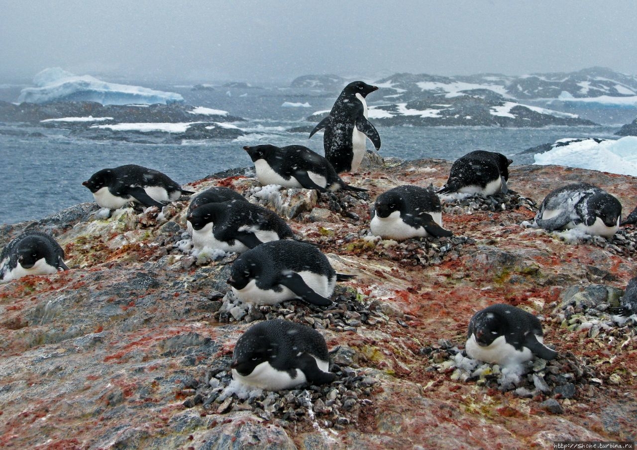 25 апреля — Всемирный день пингвинов (World Penguin Day) Антарктический полуостров, Антарктида