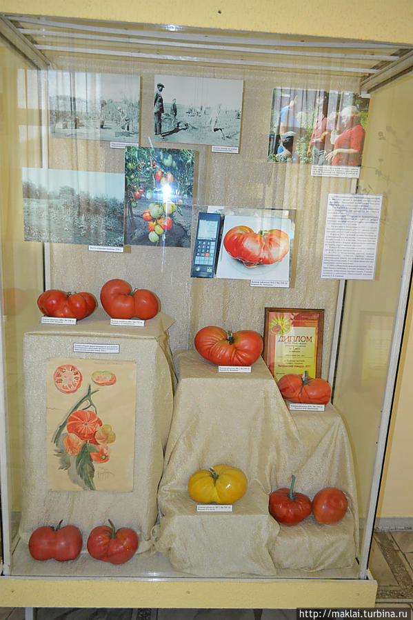 Знаменитые минусинские помидоры. Отдельные экземпляры превышают 2 кг. Минусинск, Россия