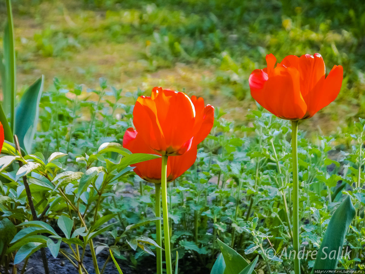 Был месяц май Рига, Латвия