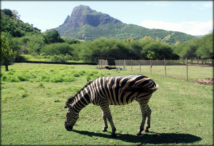 Мини-сафари или лучший зоопарк Маврикия Касела Природный Парк, Маврикий
