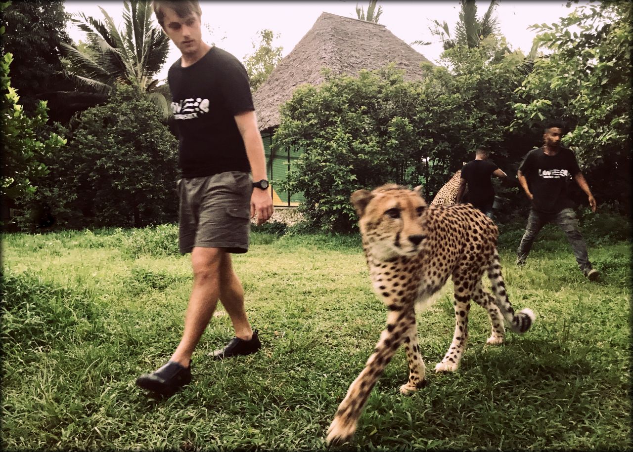 Джамбо, Занзибар! день 4 — лицом к лицу в Cheetah’s Rock Мангапвани, Танзания